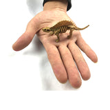 Dinosaur Skeleton Figure In Bulk- Assorted